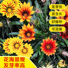 ���¾շN�Ӿ��^�����G���׻��ļ�ͥԺ��ͥ�����̨�@ˇ���ݻ��N��