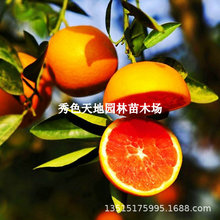 秭归血橙苗 中华红血橙树苗 橙子树苗嫁接苗红肉脐橙树当年结果树