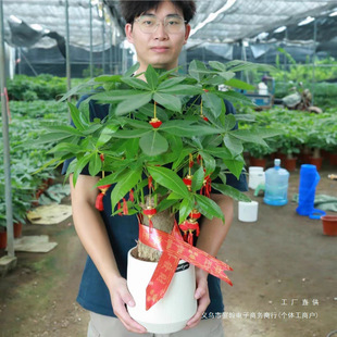 �¿�lؔ�������҃ȿ͏d��Gֲǰ̨�_�I�k���lؔ��С��������Gֲ