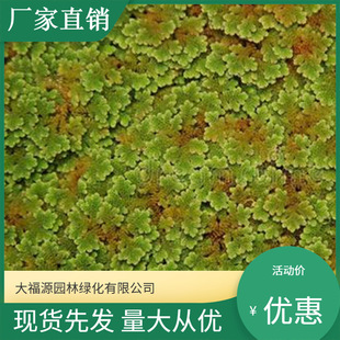 Manjianghong Aquatic Plants [Base Wholesale] Greening Seedlings Small Floating Aquatic Ferns