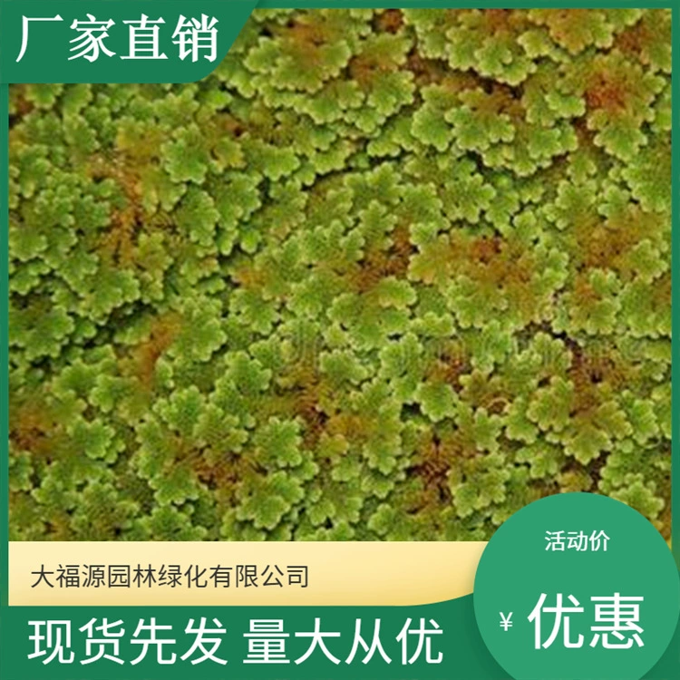 Водные растения Mangjianghong [Базовый опт] Зеленение рассады Маленькие плавающие водные папоротники