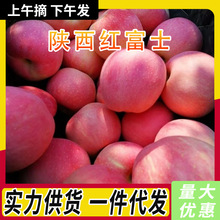 陕西早熟红富士苹果脆甜新鲜采摘水果当季礼泉苹果5斤装批发包邮