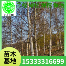 辽宁基地 白桦树 行道树风景树 白桦苗五角枫球 白桦小苗