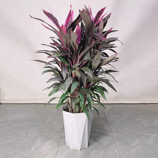 Red-Leaf Banana Potted Plants in the Living Room, Formaldehyde-Removing Green Plants, Large Indoor Plants That Are Easy to Feed, Hydroponic Red-Leaf Iron Plants