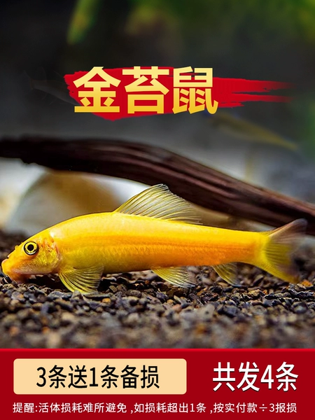 [Cleaning Artifact] 4-6cm Gold Moss Mouse 3 Send 1 Preparation