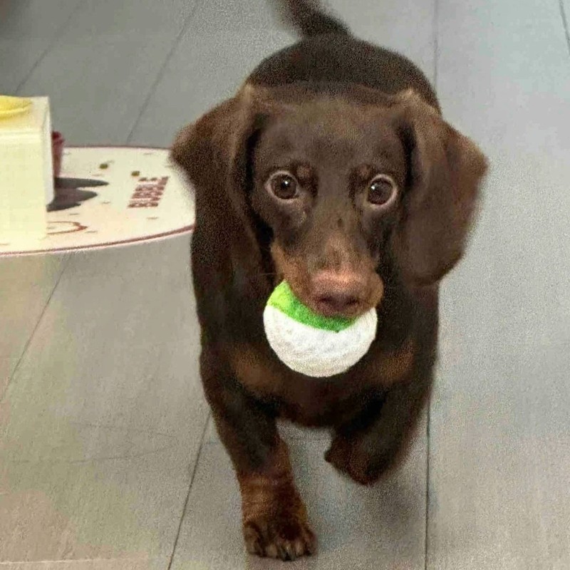 オリジナルペットの歯ぎしり、かじる、BB、かわいい子犬、犬の形、弾むボール、音のおもちゃ、とげボール、テディ、外国貿易|undefined