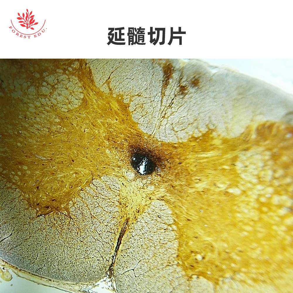 神经系统切片标本正常组织学大脑小脑脑垂体延髓中枢神经标本玻片-阿里巴巴