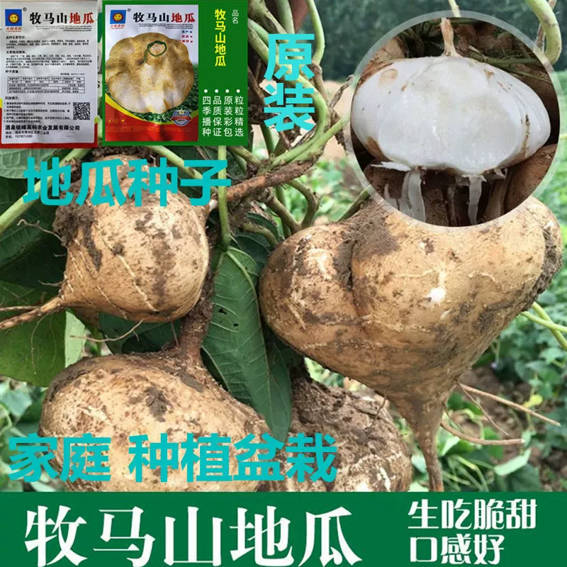 Мама Гора Сладкий картофель Семена Фрукты Холодный картофель Экстра сладкий Раннее созревание Белый сладкий картофель Sha Ge Tugua Четыре сезона Сычуань