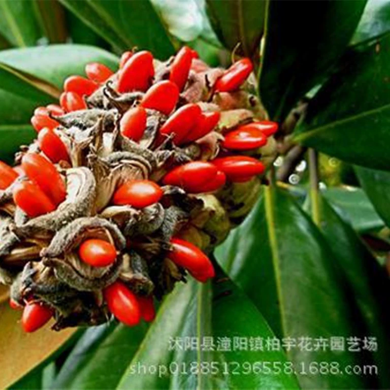 Семена магнолии