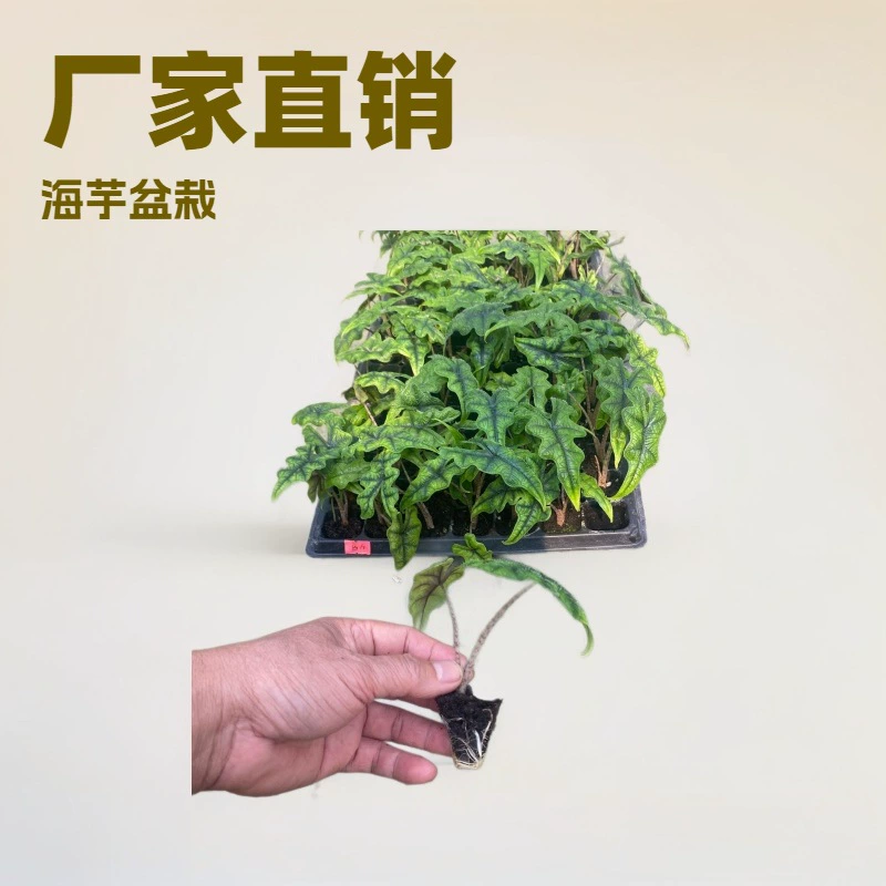 Комнатные и уличные растения, водяные лилии «Джейннил» в горшках, стильные и модные комнатные растения, популярные всесезонные вечнозеленые растения