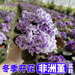 ���������Ԏ������҃���ꎻ��ܾGֲ�������_�m����̦��ɫ�ļ�����
