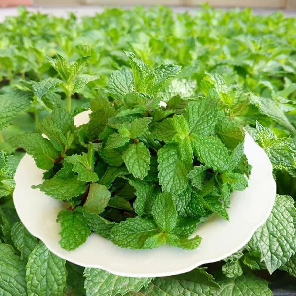 Съедобные семена Мяты Four Seasons Балкон Домашние и наружные семена горшечных растений Средство от комаров Цветы Семена кошачьей мяты