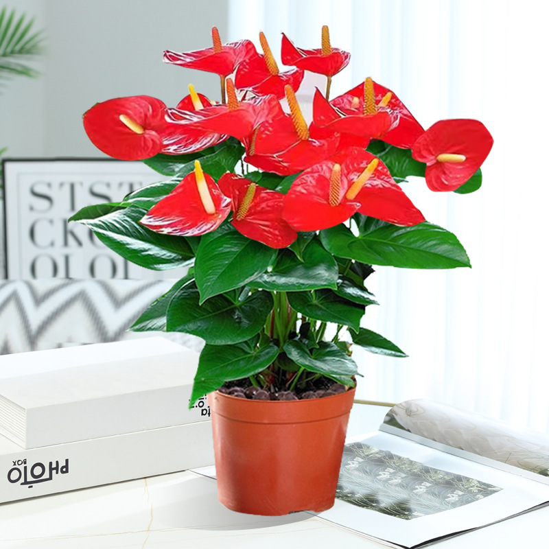 [인기상품] 프리미엄 안스리움 7~10송이 + 오리지널 화분 + 영양액