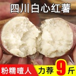 白心红薯新鲜现挖老品种番薯山芋红皮地瓜白瓤红苕粉面噎人板栗薯
