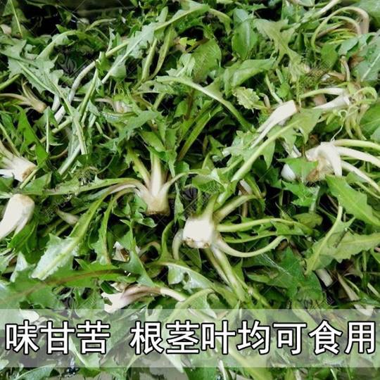 Seeds of Wild Dandelion Seeds for Planting Mother-In-Law Dingpu Gongying Four-Season Potted Edible Vegetables and Wild Vegetable Seedlings