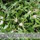 Seeds of Wild Dandelion Seeds for Planting Mother-In-Law Dingpu Gongying Four-Season Potted Edible Vegetables and Wild Vegetable Seedlings