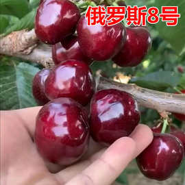 大樱桃车厘子树苗樱桃树苖南方北方四季种植阳台庭院盆栽果树果苗