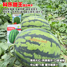 科乐甜王西瓜种子甜脆多汁大果早熟高产农家大棚早春播四季果蔬孑