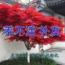 正宗红枫树四季红原生四季中国红枫日本红枫庭院风景树地栽耐寒