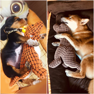 �������ĥ���l����̩�Ͽ»���Ȯ��ë����Ȯ����ë�q��Ʒ