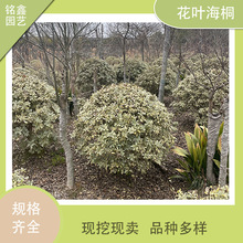 ���~��ͩ�� �ļ����� ͥԺ�G�� ����ֱ�N �e��С�^�G��