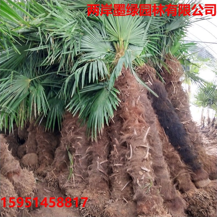 棕榈树苗老人葵棕榈树_主图04