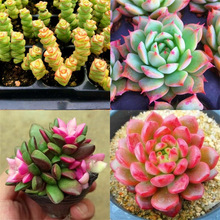 ��ѩ֮���\���^Ⱥ����������ֲ��M�������k���҃����������Ի���