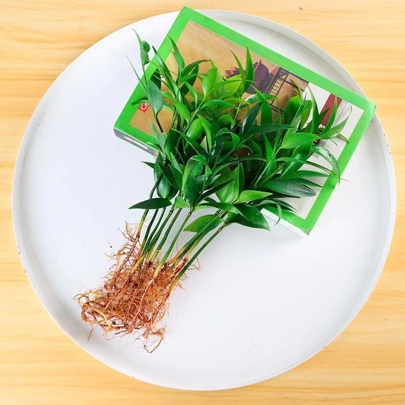 Bamboo Bonsai Plant, Longevity Bamboo, Indoor Evergreen, Cold-Resistant Green Plant, Mosquito-Repelling Bamboo, Summer Hydroponic Green Plant, Flower Bamboo Bonsai Plant, Longevity Bamboo, Indoor Evergreen, Cold-Resistant Green Plant, Mosquito-Repelling Bamboo, Summer Hydroponic Green Plant, Flower