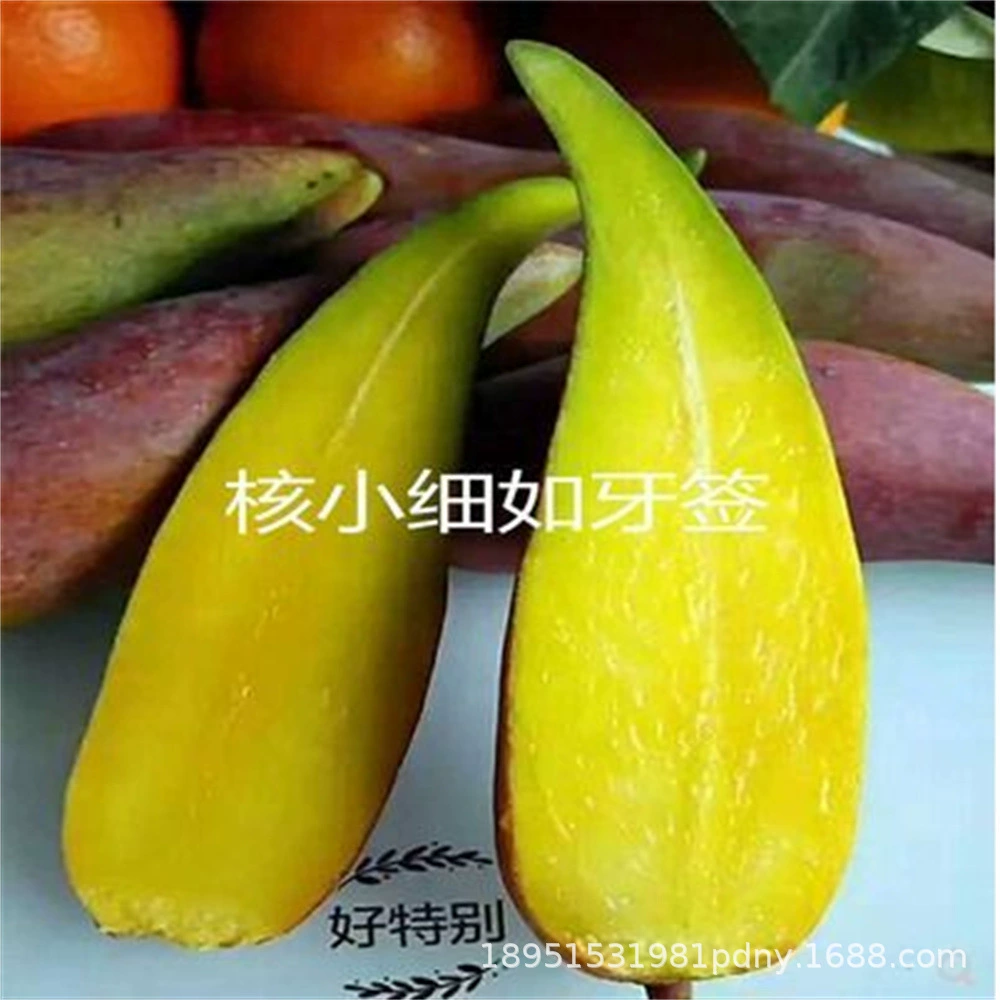 Четыре сезона Рассада манго Фрукты Кейт Манс Четыре сезона Мужчины Золотая наложница Маны Рассада Прививка Карликовые фрукты Рассада года