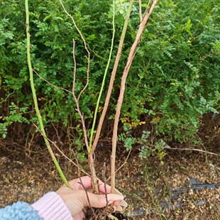 �����������l�I�B���S��õ �½����ؾG������С���S��õ