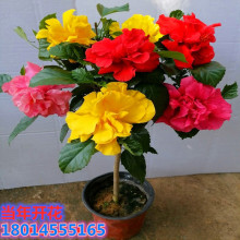 扶桑花种子 扶桑花种子品牌 图片 价格 扶桑花种子批发 阿里巴巴