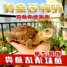 ΢Ц���Xϡ�������~��ʯ���������a����С��ʯ�~���坍�Sˮ�����