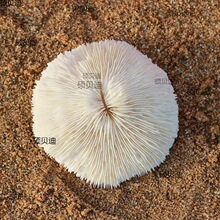 天然白珊瑚圆形海菊花海蘑菇贝壳鱼缸造景道具装饰品摆件水晶消磁