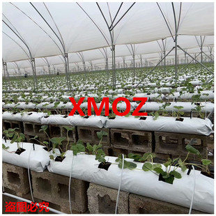 �F؛ ��ʽ�ڰ��L�l�Nֲ�� ��ݮ�I�B��Ҭ�����|����� ���|����