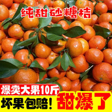 廣西金秋砂糖橘無籽薄皮沙糖桔當季新鮮水果橘子蜜桔蜜橘整箱批發