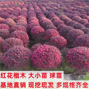 �t���^ľ��ͥԺ�Gֲ���ܻh�ʇ����t�^ľ�����ļ��t�~��ɫ�辰��