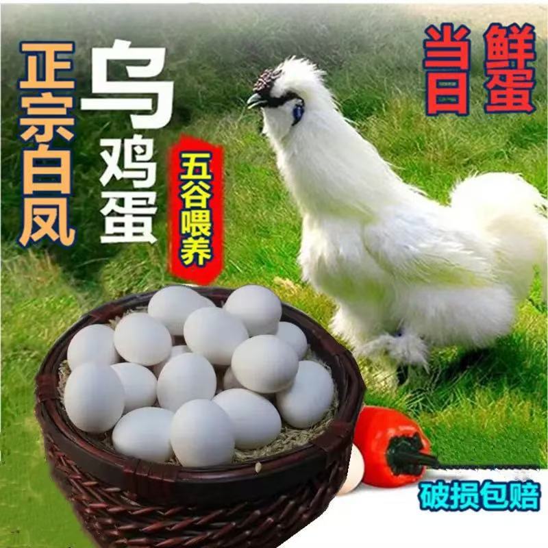 白凤乌鸡蛋农家散养白壳乌鸡蛋谷物笨鸡蛋月子蛋乌鸡蛋大量批发