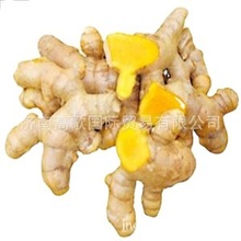 厂家供应风干姜 ginger  生姜 欢迎大量选购