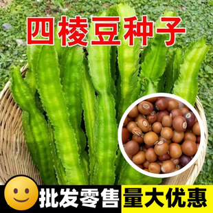 ���ⶹ�N�ӻʵ۶��N�Ѹ߮a���Ǵ����ļ��̨���Բ˶����߲˷N��