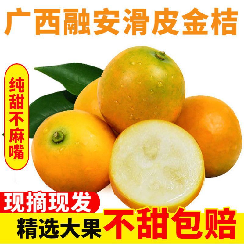 Guangxi Rong'an Kumquat Seedless Season pregnant woman fruit Crispy Small kumquat Office