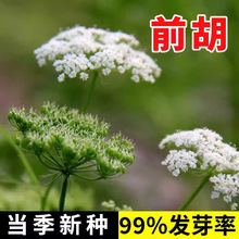 Ұ��ǰ���N���в�ș�ϻ�ǰ�� �u�_ǰ�� ɽ����������ݱ�ֲ��N��