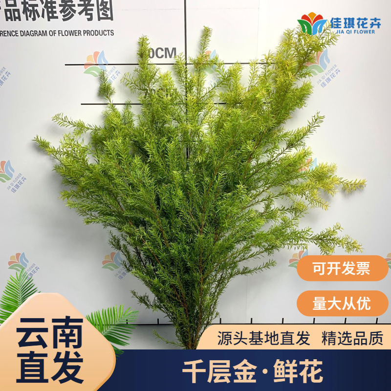Thousand-Layer Gold Flowers Wholesale Fragrant Pine Gold Fragrant Willow Water-Raised Fresh Cut Branches Wedding Arrangement Flowers and Leaves Wholesale