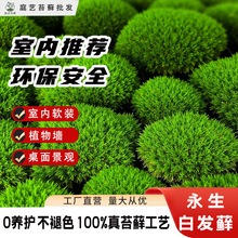 永生白发藓浅绿色室内景观软装景观植物墙真苔藓厂家现货批发