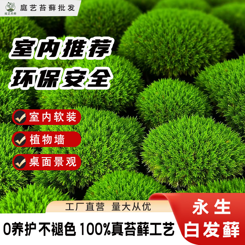 永生白发藓浅绿色室内景观软装景观植物墙真苔藓厂家现货批发