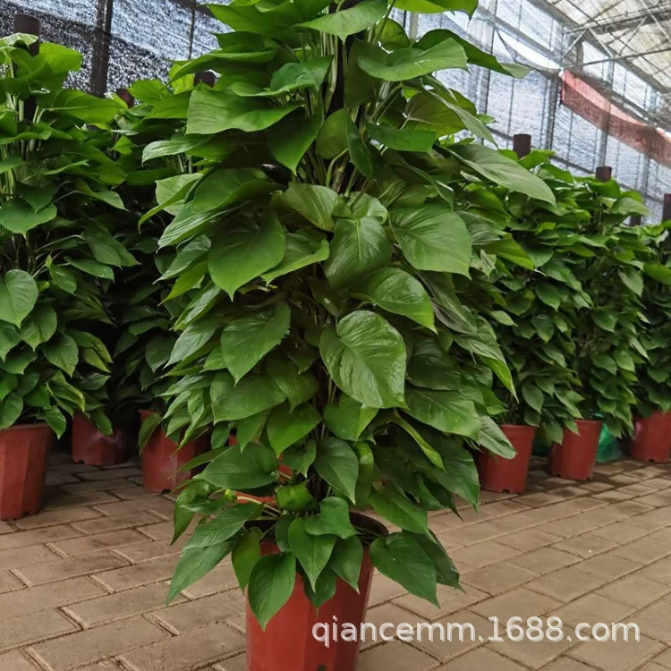 Большая зеленая редька-колонна, оптовая продажа, открывающаяся в горшках, большие зеленые растения для дома, растения для гостиной, офисный пол, декоративные зеленые растения