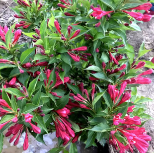 һ�����lͥԺ�Gֲ ���Ի���*�\�������t�����\���硿�G����ľֲ��