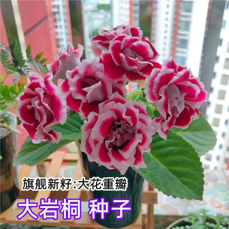 Семена крупных цветов растения гибискуса, семена цветов гибискуса с двойными цветками, подходят для посадки в любое время года, семена декоративных цветов в горшках для внутреннего и наружного двора, балкона.