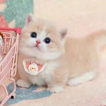 ��������������_؈��������؈����С�{����ِ����׼��N�{�׼���