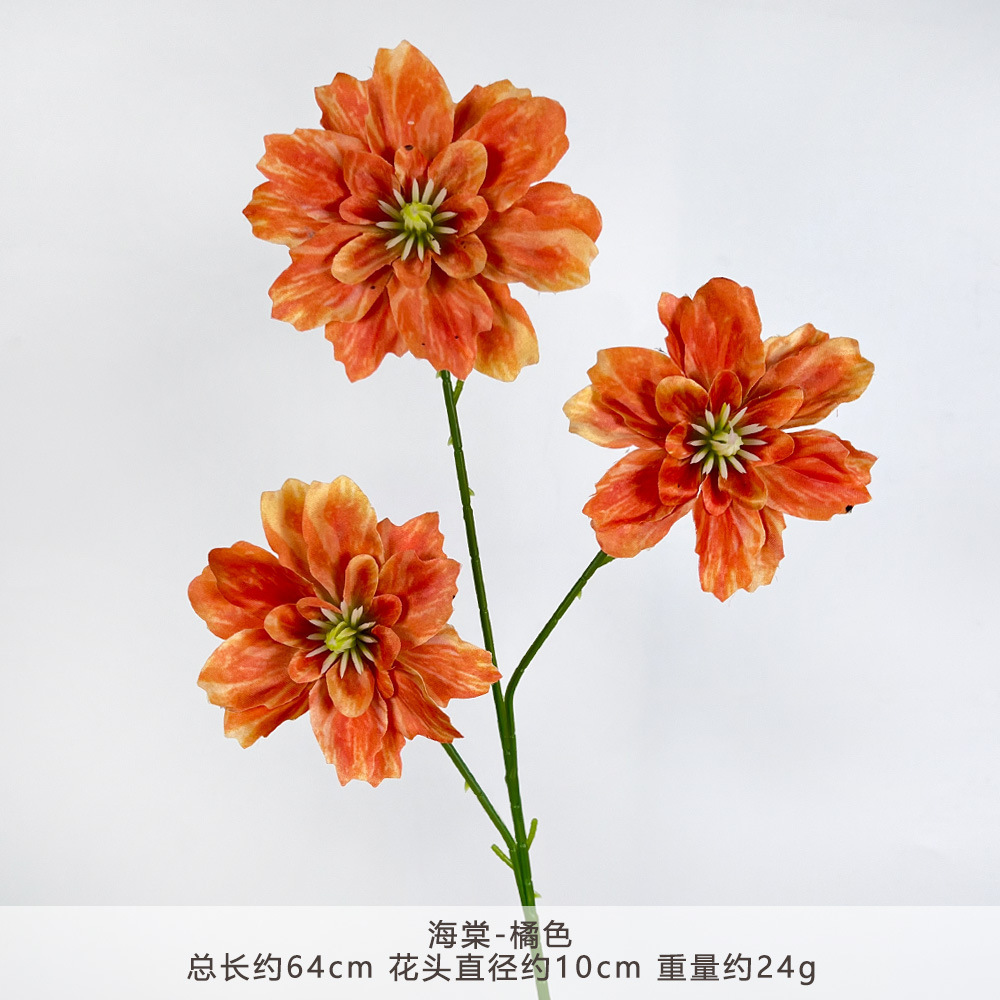 HT-Begonia-Cam