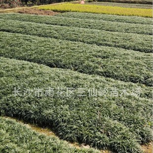 Wholesale of Ophiopogon Japonicus Grass, Hunan Ophiopogon Japonicus Dwarf Ophiopogon Japonicus Ground Cover Plant Base Wholesale